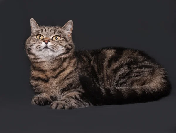 Gato listrado tricolor encontra-se no cinza escuro — Fotografia de Stock