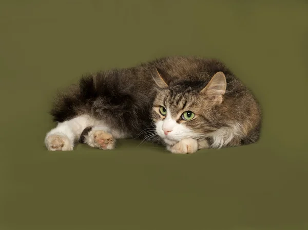 Fluffy tabby and white cat lies on green — Stock Photo, Image