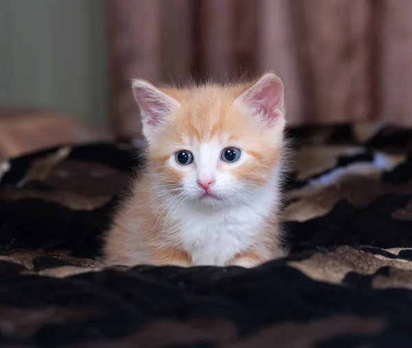 Red and white fluffy kitten lies on bed — Stock Photo, Image