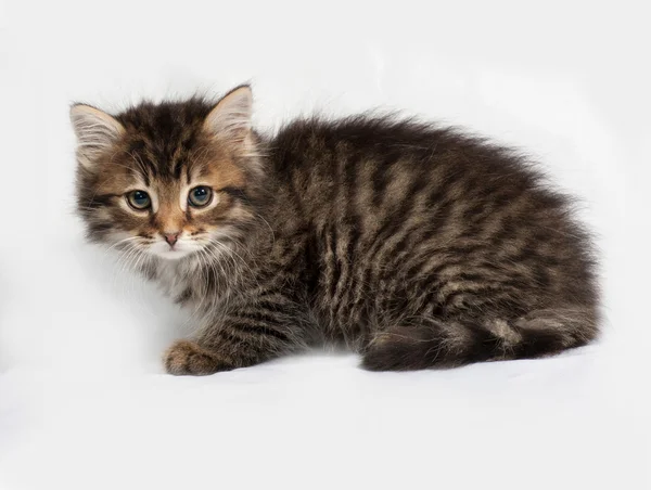 Pluizig Siberische gestreepte kitten ligt op grijs — Stockfoto