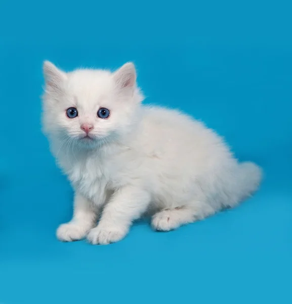 Белый пушистый котенок сидит на голубом — стоковое фото