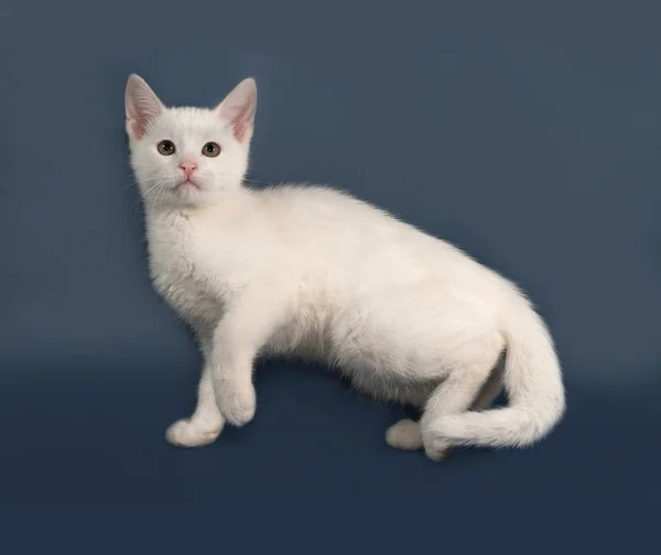 Small white kitten standing on gray — Stock Photo, Image