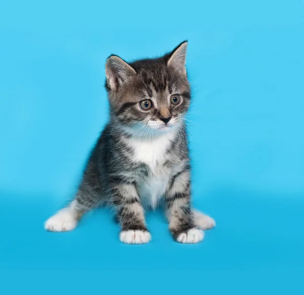 Weinig tabby en witte kitten staande op blauw — Stockfoto