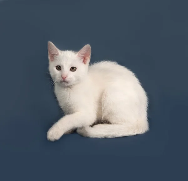 Маленький белый котенок сидит на сером — стоковое фото