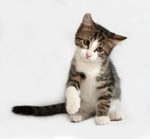 Gatinho listrado e branco sentado em cinza — Fotografia de Stock