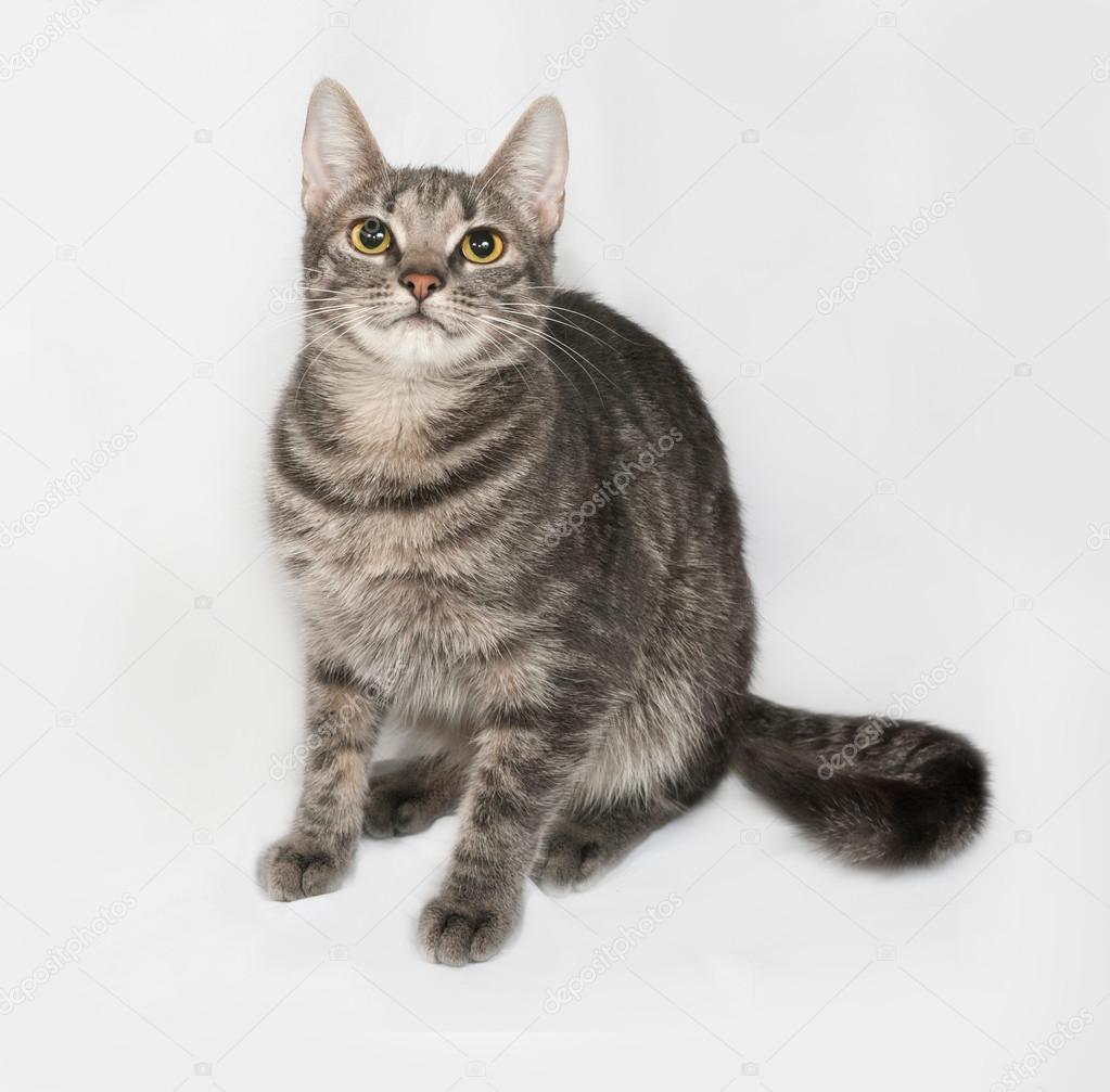 Gray Striped And White Cat Sitting On Gray Stock Photo