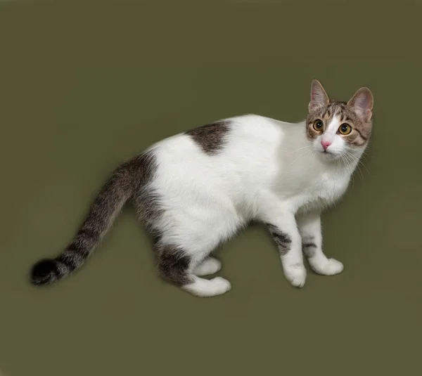 Weiß-grau gestreifte Katze steht auf grün — Stockfoto