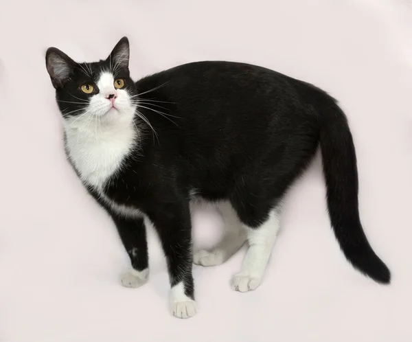 Gato blanco y negro de pie sobre gris — Foto de Stock