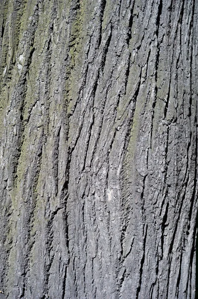 Textura de casca de árvore velha com musgo verde — Fotografia de Stock