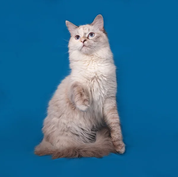 Siberian cat seal point sitting on blue — Stock Photo, Image