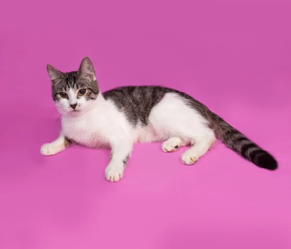 Blanco y rayas gatito se encuentra en rosa — Foto de Stock