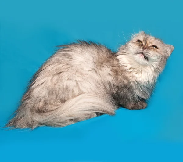 ग्रे एक्झॉट मांजर निळा वर बसलेला — स्टॉक फोटो, इमेज