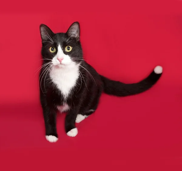 Gato preto e branco sentado no vermelho — Fotografia de Stock