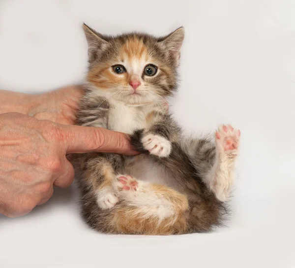 Tricolor gatito esponjoso sentado en la mano en gris — Foto de Stock