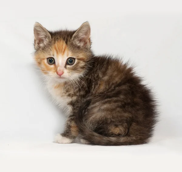 Tricolor flauschiges Kätzchen sitzt auf grau — Stockfoto