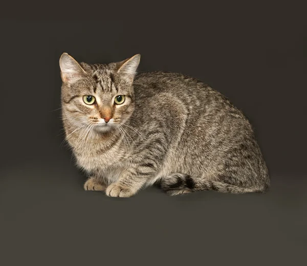 坐在黑暗的灰色的条纹只灰色的猫 — 图库照片