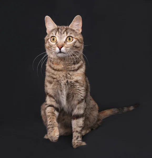 Tricolor rayas gato sentado en oscuro gris —  Fotos de Stock