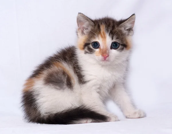 Tricolor fluffy kitten sitting on gray — Stock Photo, Image