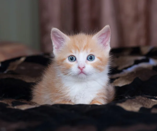 Red and white fluffy kitten lies on bed — Stock Photo, Image