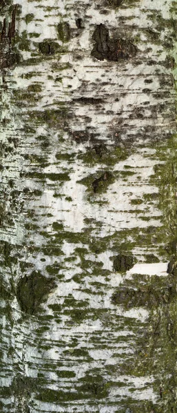 Texture of old birch tree bark with green moss — Stock Photo, Image