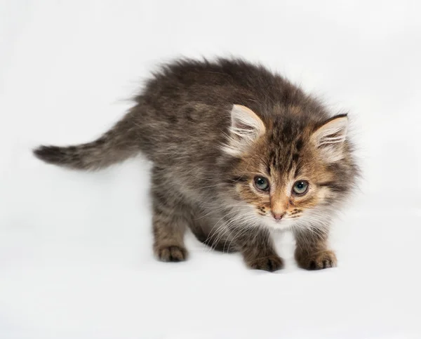 Fluffiga Siberian randig kattunge stående på grå — Stockfoto