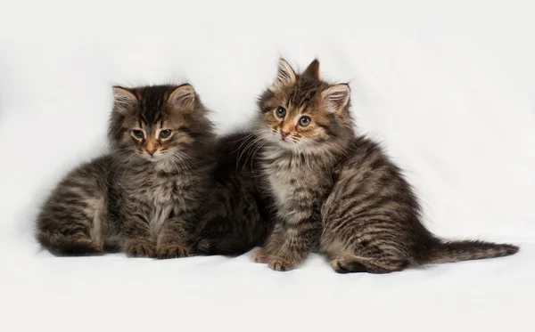 Три пушистых сибирских полосатых котенка, сидящих на сером — стоковое фото