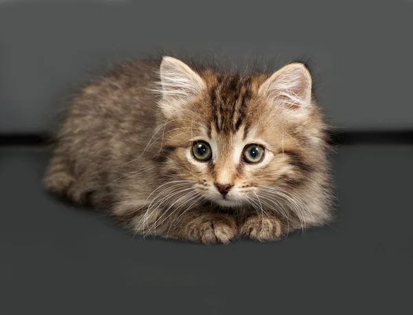 Пушистый сибирский полосатый котёнок лежит на тёмно-сером — стоковое фото