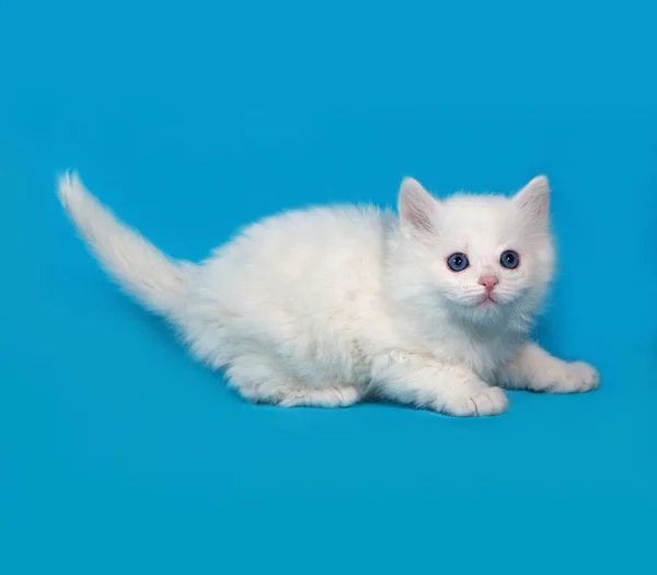 Chaton pelucheux blanc repose sur le bleu — Photo