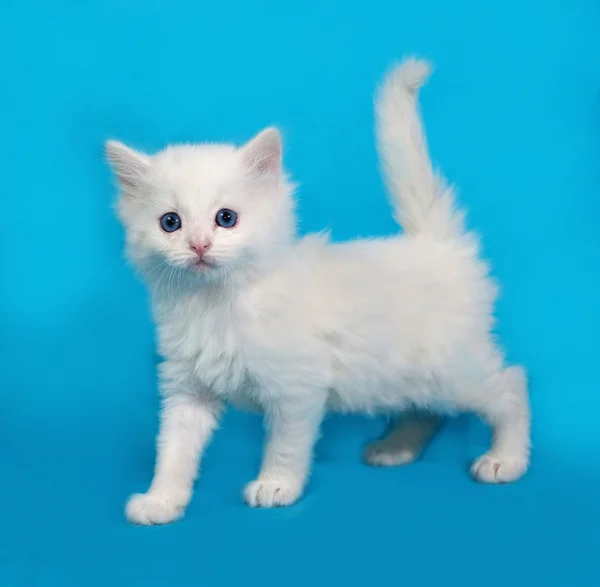 Белый пушистый котенок лежит на голубом — стоковое фото