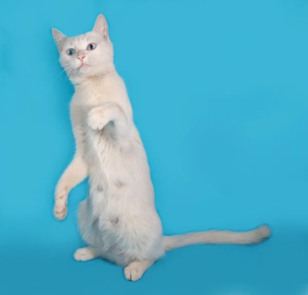 Gato branco com olhos azuis sentado no azul — Fotografia de Stock