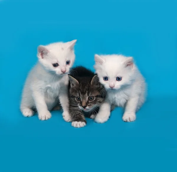 Drei kleine Kätzchen sitzen auf blau — Stockfoto