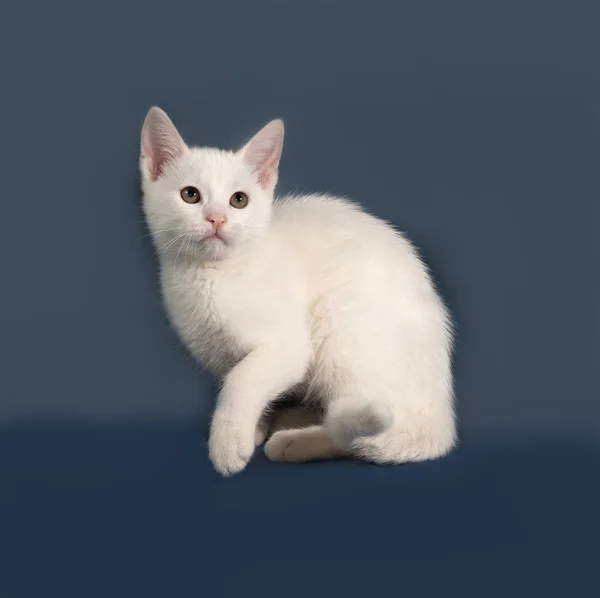 Petit chaton blanc assis sur gris — Photo