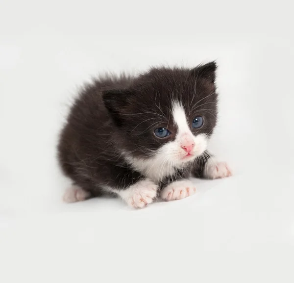 Pequeño negro y blanco gatito esponjoso sentado en gris —  Fotos de Stock