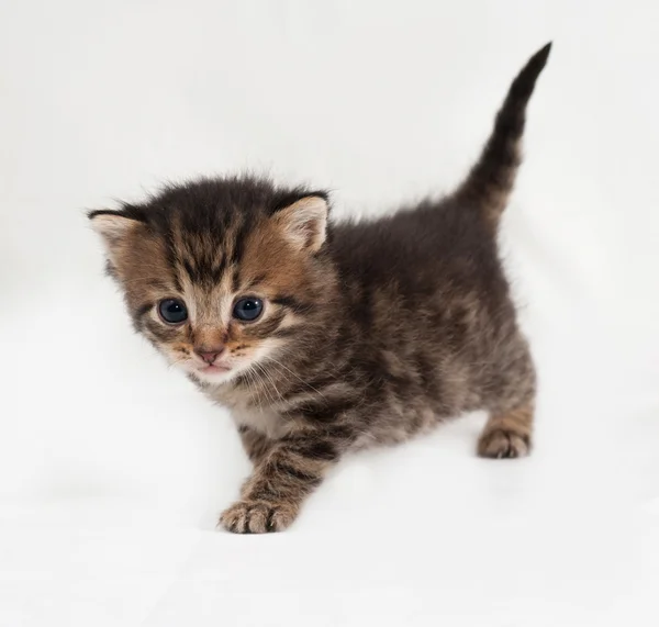 Little tabby kitten goes on gray — Stock Photo, Image