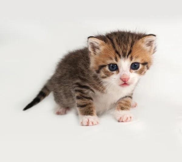 Klein striped en rode kitten staande op grijs — Stockfoto