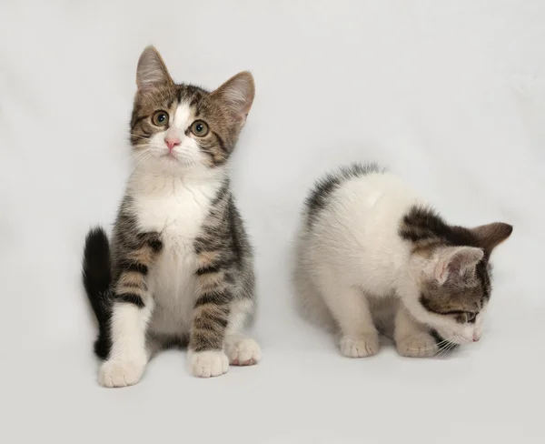 两个坐在灰色的条纹和白色小猫 — 图库照片