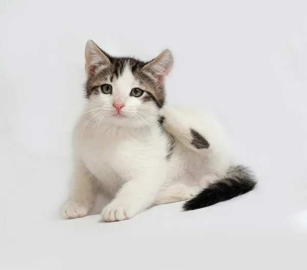 Gatito rayado y blanco sentado en gris — Foto de Stock