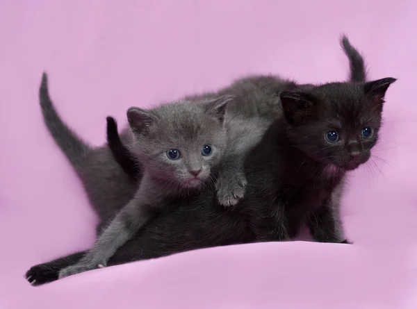 Three kitten Russian Blue going on pink — Stock Photo, Image