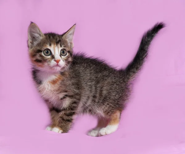 Striped en rode kitten staande op roze — Stockfoto