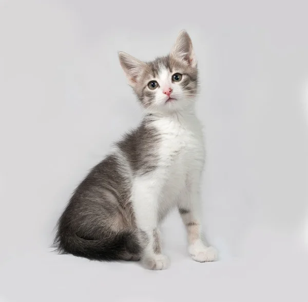 Mały biały i zaprawa murarska kotek siedzi na szaro — Zdjęcie stockowe