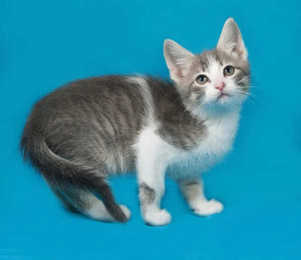 Little white and tabby kitten standing on blue — стоковое фото