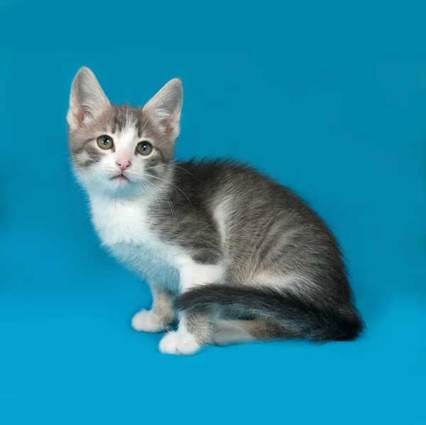 Little white and tabby kitten sitting on blue — стоковое фото