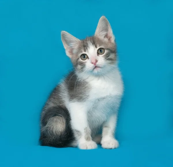 Piccolo gattino bianco e tabby seduto sul blu — Foto Stock