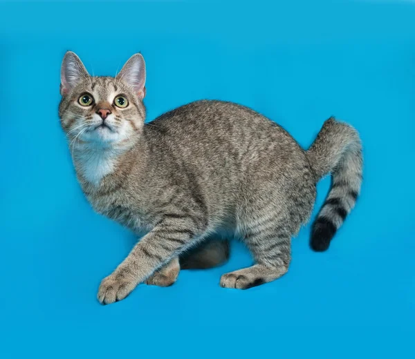 Grigio gatto tabby che gioca su blu Immagini Stock Royalty Free