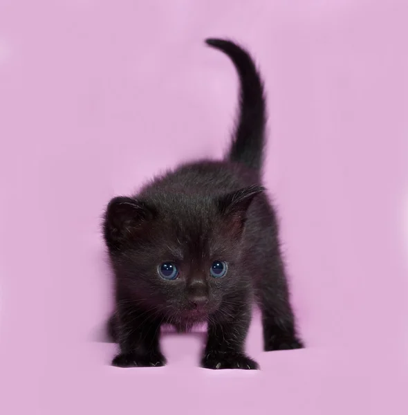 Schwarzes Kätzchen auf rosa — Stockfoto