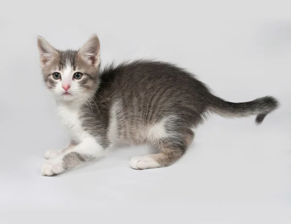 Small white and tabby kitten standing on gray — Stock Photo, Image