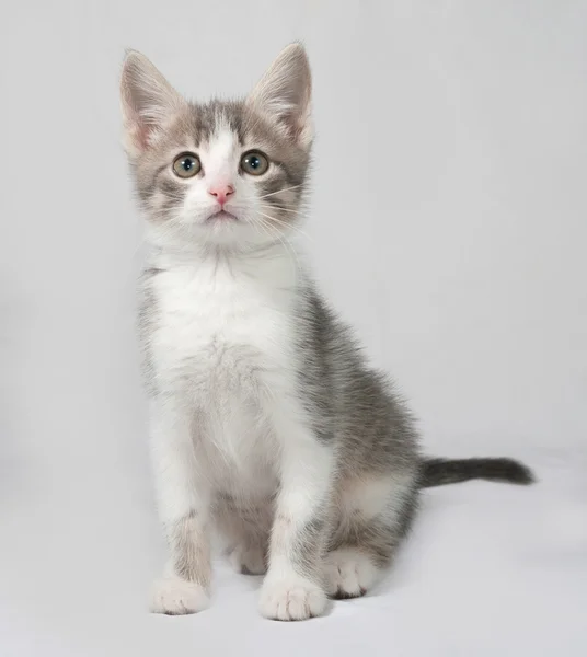 Pequeno gatinho branco e tabby sentado em cinza — Fotografia de Stock