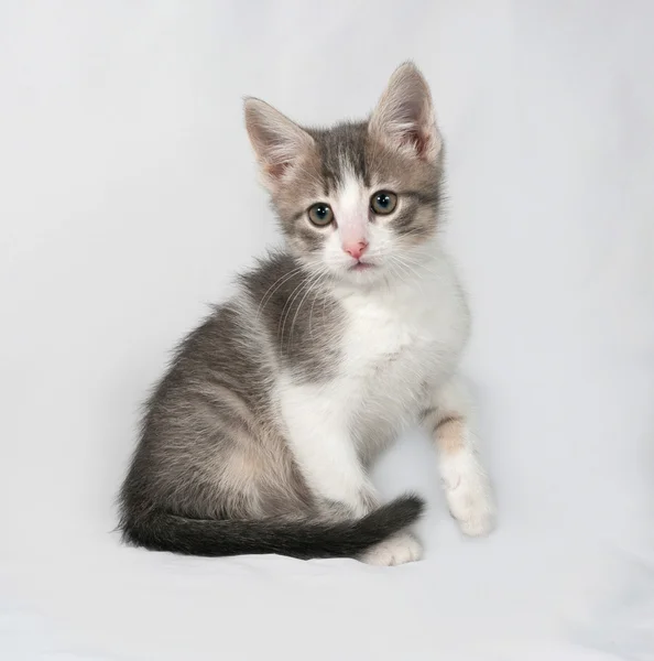 Piccolo gattino bianco e tabby seduto sul grigio — Foto Stock
