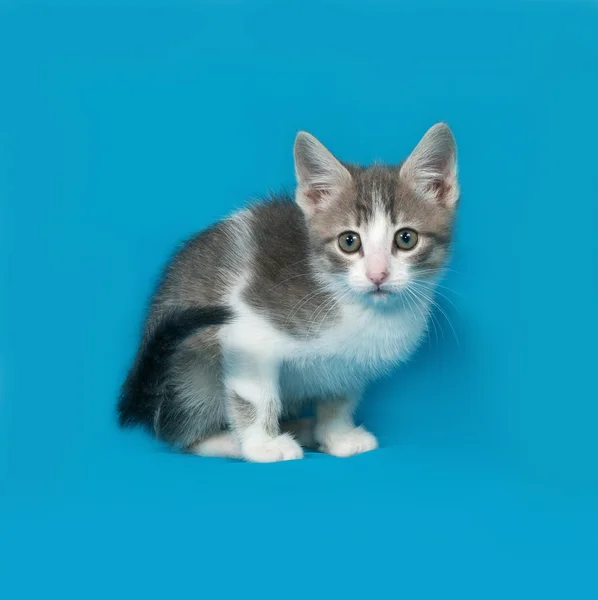 Small white and tabby kitten sitting on blue — Stock Photo, Image