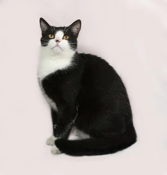 Black and white cat sitting on gray — Stock Photo, Image